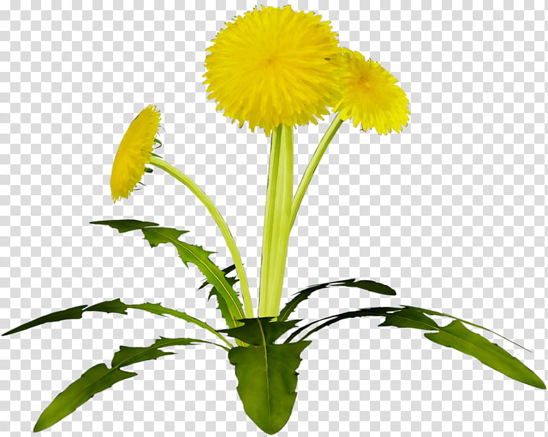 Flowers, Watercolor, Paint, Wet Ink, Dandelion, Common Dandelion, Yellow, Herbaceous Plant transparent background PNG clipart