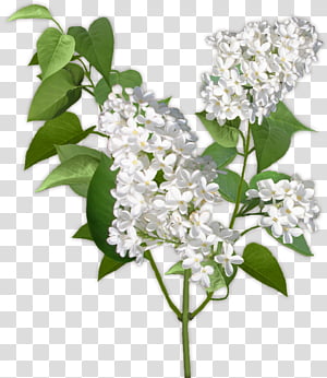 Flowers, Viburnum Lentago, Lilac, Common Lilac, White, Tree, Color, Perfume transparent background PNG clipart thumbnail