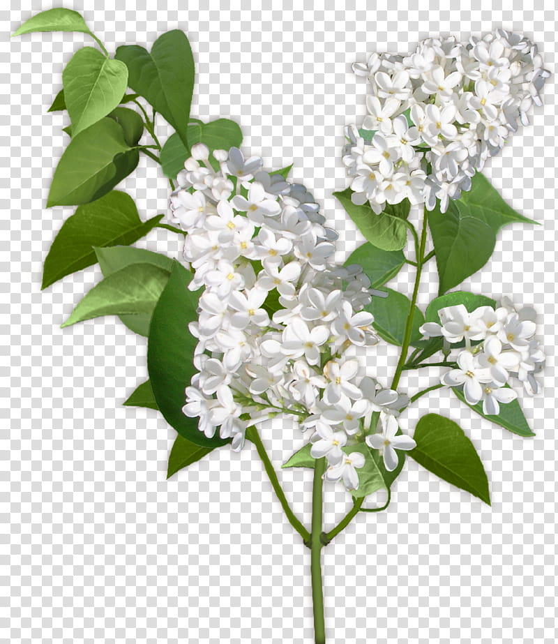 Flowers, Viburnum Lentago, Lilac, Common Lilac, White, Tree, Color, Perfume transparent background PNG clipart