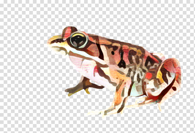 Frog, True Frog, Toad, Tree Frog, Reptile, Wood Frog, Agalychnis, Shrub Frog transparent background PNG clipart