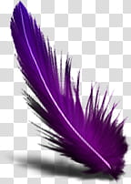 Iconos BHR , {BeHappyRawr} (), purple feather transparent background PNG clipart