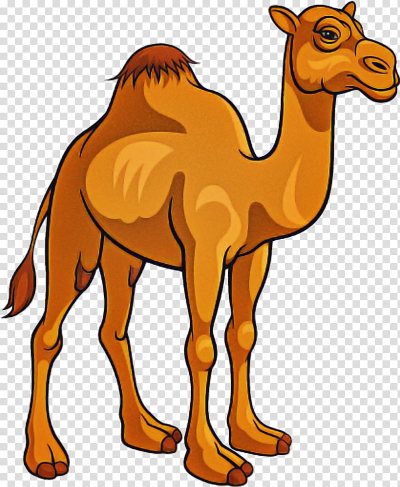camel camelid arabian camel animal figure wildlife, Cartoon transparent background PNG clipart