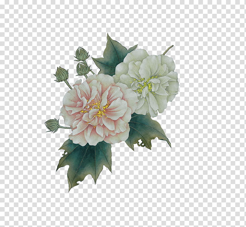 , two pink and white Carnation flowers transparent background PNG clipart