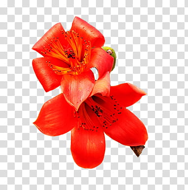 Red flower, two red lilies transparent background PNG clipart