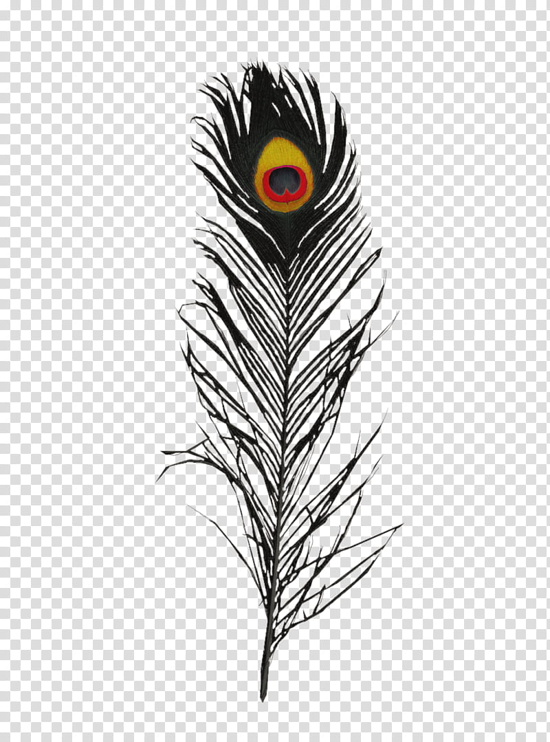black, red and yellow feather close-up transparent background PNG clipart