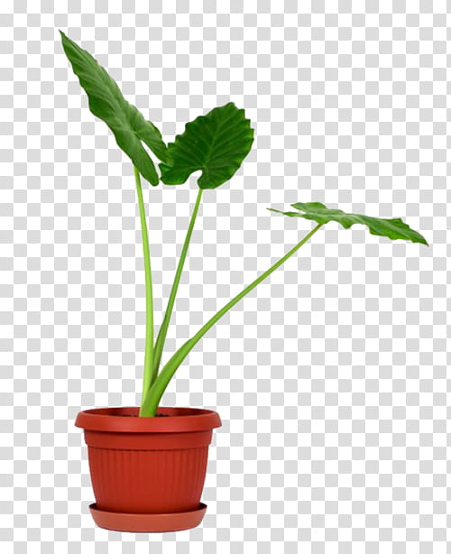 New s, green leafed plant in pot transparent background PNG clipart