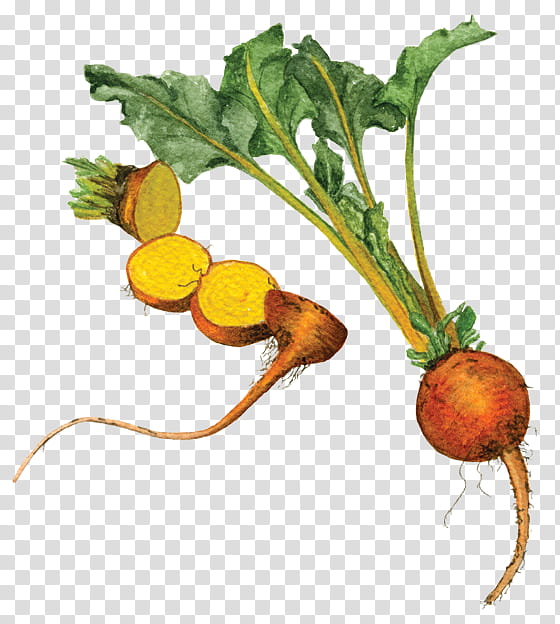 Leaf Painting, Turnip, Beetroot, Vegetable, Food, Greens, Carrot, Variety transparent background PNG clipart