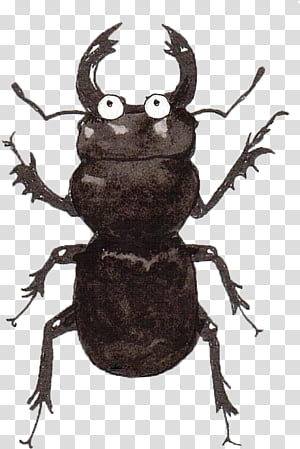 insect stag beetles pest blister beetles beetle, Darkling Beetles transparent background PNG clipart thumbnail