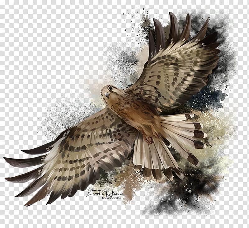 Bird, Flight, Falcon, Fotolia, Bird Of Prey, Sharpshinned Hawk, Coopers Hawk, Kite transparent background PNG clipart