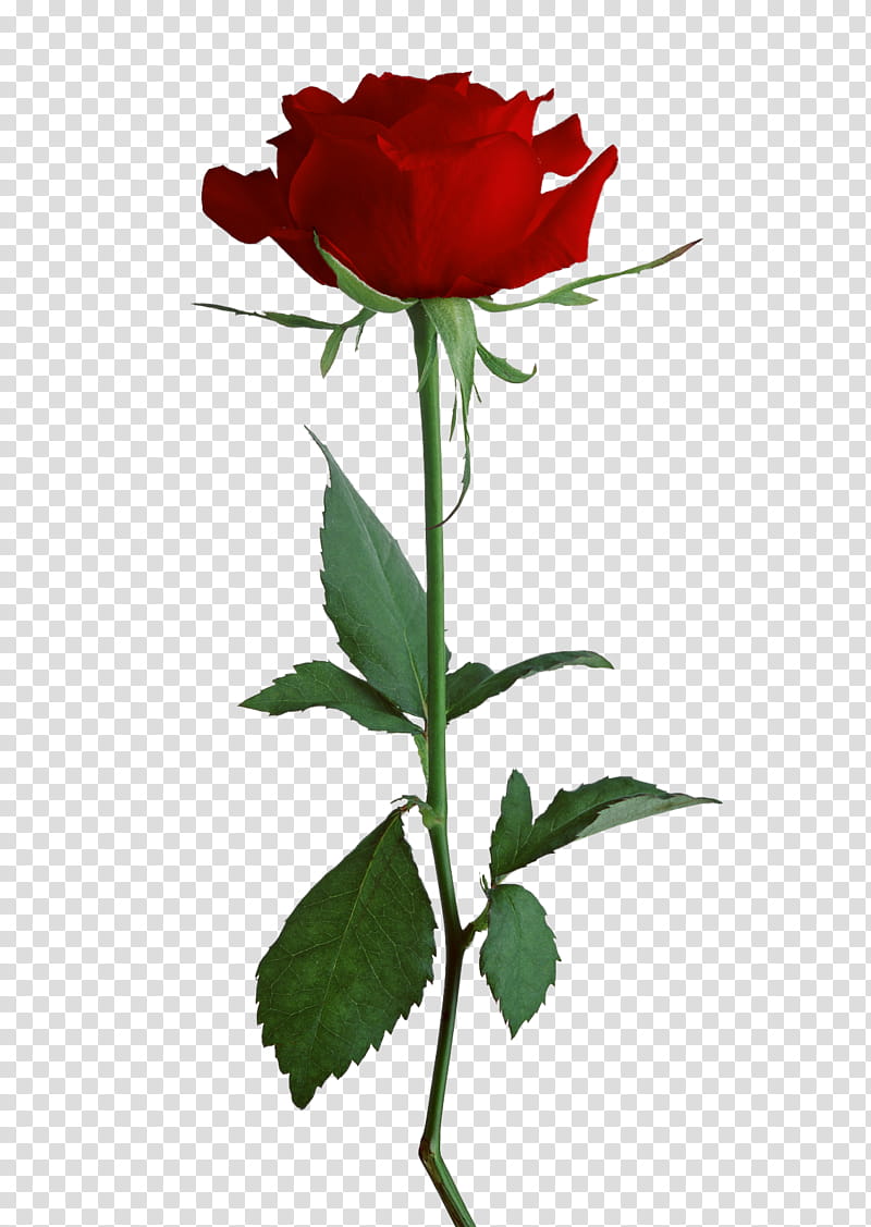 Rosa en, red rose flower transparent background PNG clipart