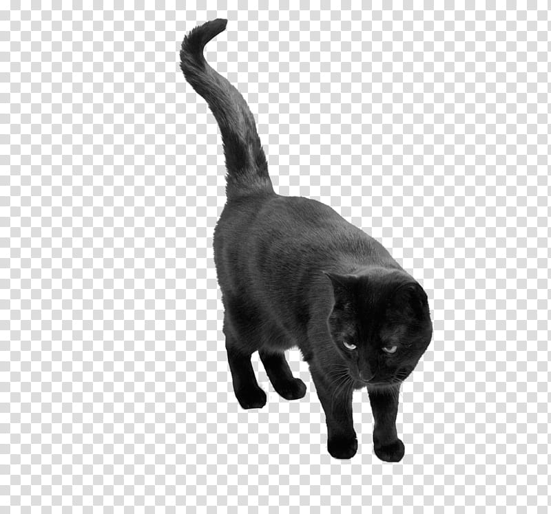 black cat, black cat transparent background PNG clipart