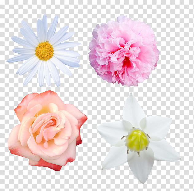 Lily Flower, Petal, Cut Flowers, Floristry, Tulip, Chelsea Flower Show, Plants, Leaf transparent background PNG clipart