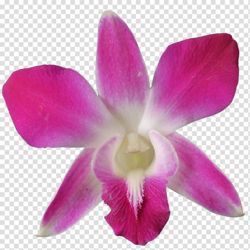Pink Flower, Crimson Cattleya, Pigeon Orchid, Orchids, Dendrobium Farmeri, Boat Orchid, Plants, Mixels Rokit transparent background PNG clipart