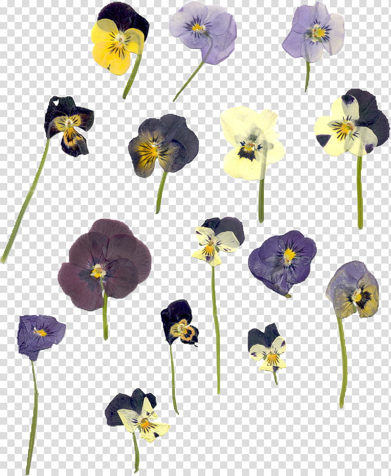 flower violet purple plant yellow, Pansy, Flowering Plant, Wild Pansy, Violet Family, VIOLA transparent background PNG clipart