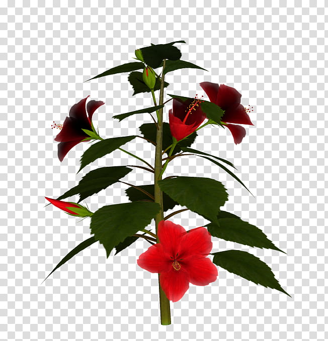 TWD Hibiscus Flowers, red hibiscus flower transparent background PNG clipart