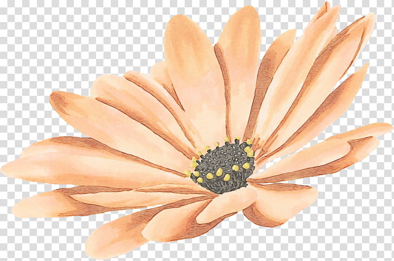 petal gerbera flower yellow african daisy, Watercolor, Paint, Wet Ink, Plant, Hand, Barberton Daisy, Finger transparent background PNG clipart