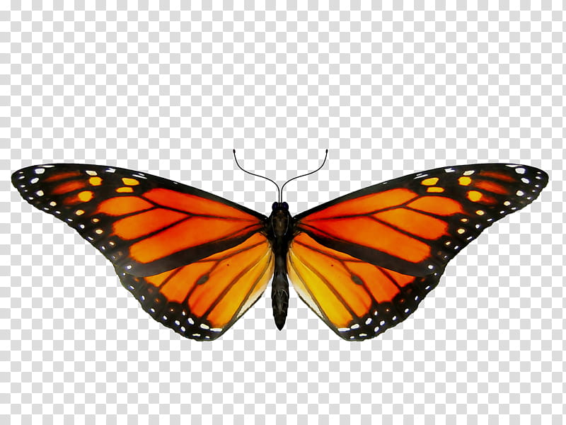 Monarch Butterfly, Insect, Glasswing Butterfly, Painted Lady, Kelutsinaran Dan Kelutcahayaan, Lepidoptera, Tiger Milkweed Butterflies, Moths And Butterflies transparent background PNG clipart