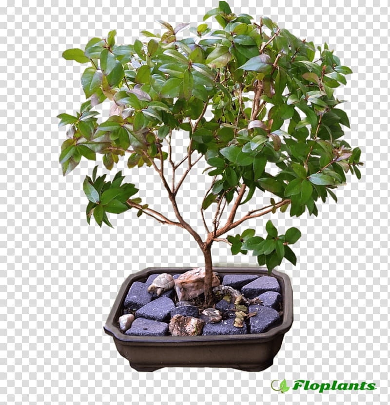 Golden Flower, Ficus Retusa, Bonsai, Indoor Bonsai, Ficus Microcarpa, Box, Tree, Weeping Fig transparent background PNG clipart