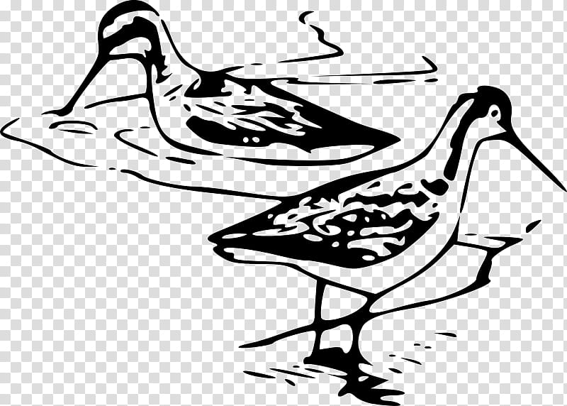 Bird Line Drawing, Line Art, Phalaropes, Beak, Shorebird, Coloring Book, Sandpiper, Wildlife transparent background PNG clipart