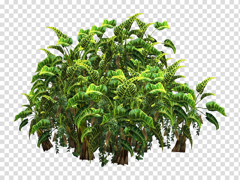 Cartoon Palm Tree, Shrub, Chamaedorea Elegans, Houseplant, Plants, Howea Forsteriana, Hyophorbe, Dwarf Umbrella Tree transparent background PNG clipart