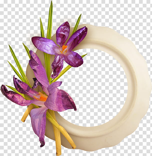 flower purple violet plant flowering plant, Crocus, Iris Family, Petal, Cut Flowers transparent background PNG clipart