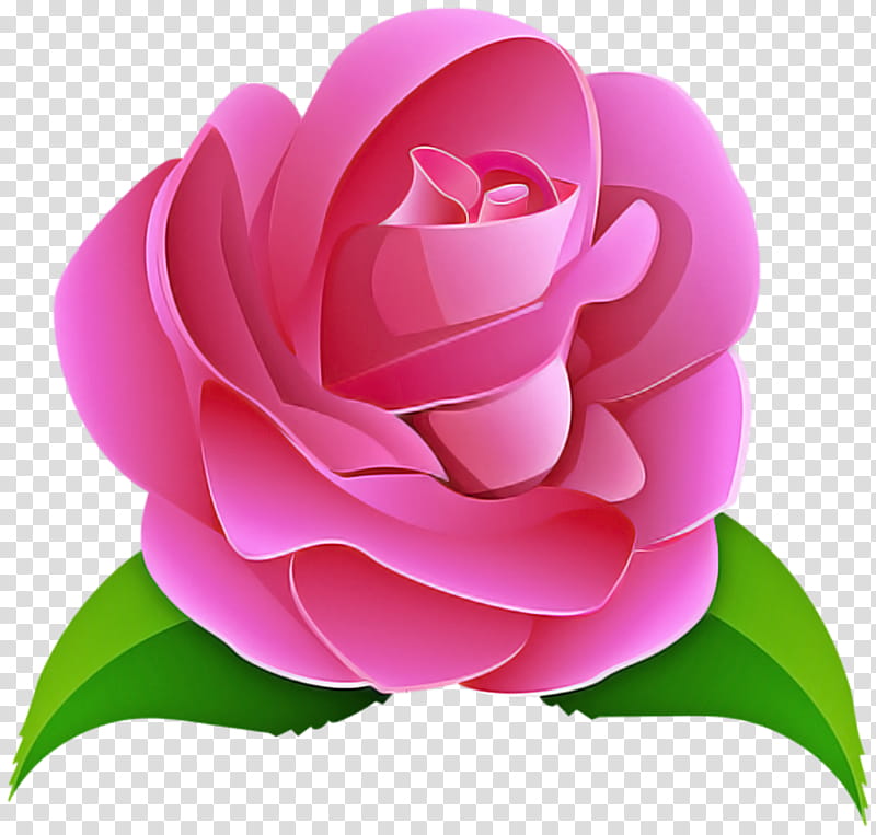 Garden roses, Petal, Pink, Flower, Rose Family, Plant, Japanese Camellia transparent background PNG clipart