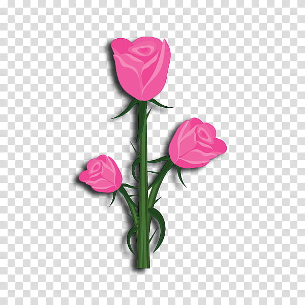 Rose Love Flowers, Garden Roses, Alpha Gamma Rho, Cabbage Rose, Sigma Lambda Gamma, University, Pink, Cut Flowers transparent background PNG clipart
