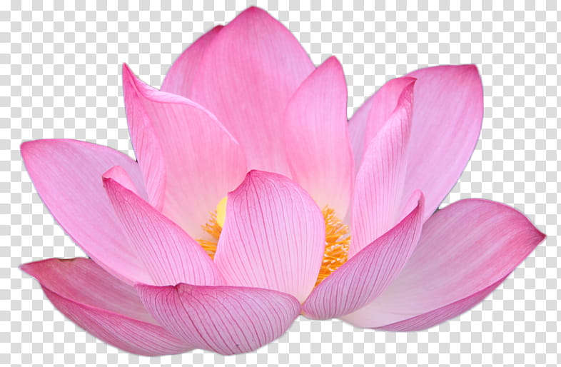 blooming pink lotus flower transparent background PNG clipart