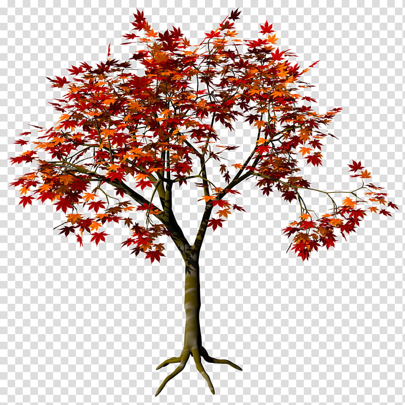 Ohmomiji Acer Amoenum TIF, red and orange maple tree illustration transparent background PNG clipart