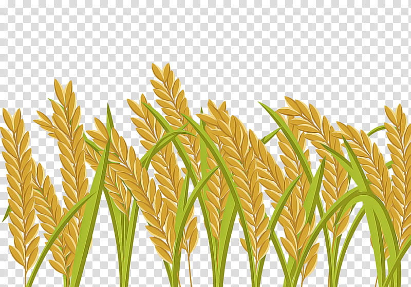 Wheat, Grass, Plant, Grass Family, Elymus Repens, Triticale, Khorasan Wheat, Food Grain transparent background PNG clipart
