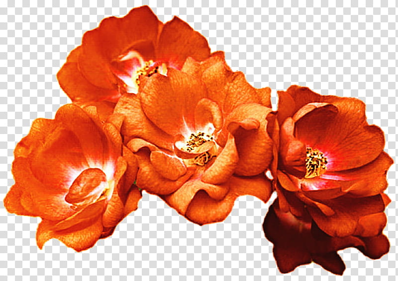 Orange Rose Crown transparent background PNG clipart