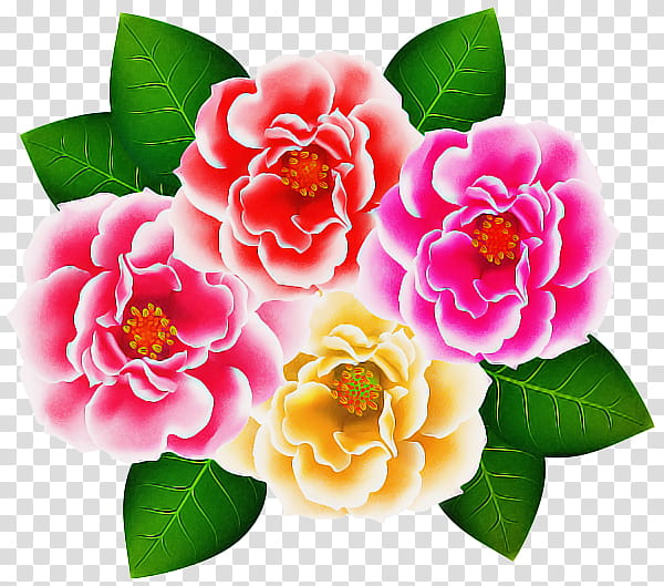 Pink Flower, Garden Roses, Cabbage Rose, Petal, Floral Design, Plant, Rose Family, Camellia transparent background PNG clipart