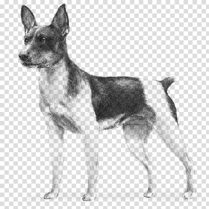 dog tenterfield terrier teddy roosevelt terrier toy fox terrier ancient dog breeds transparent background PNG clipart