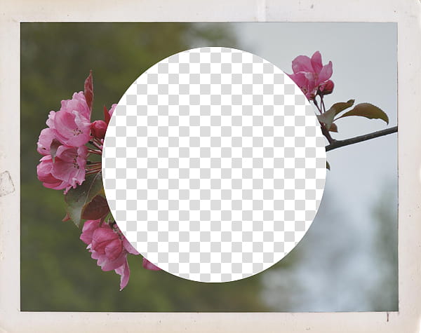 Texture Mix , pink-petaled flowers transparent background PNG clipart