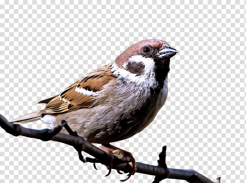 bird sparrow house sparrow beak finch, Songbird, Perching Bird, Song Sparrow, Chipping Sparrow transparent background PNG clipart
