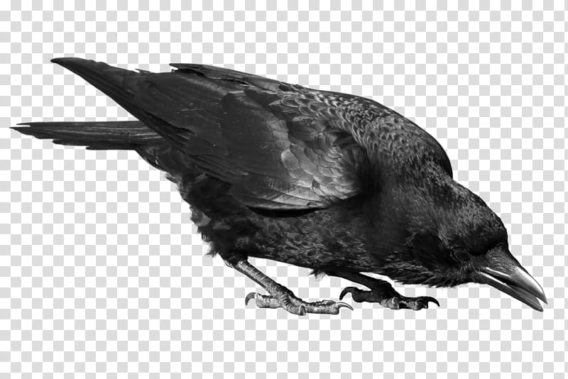 crow, black crow transparent background PNG clipart