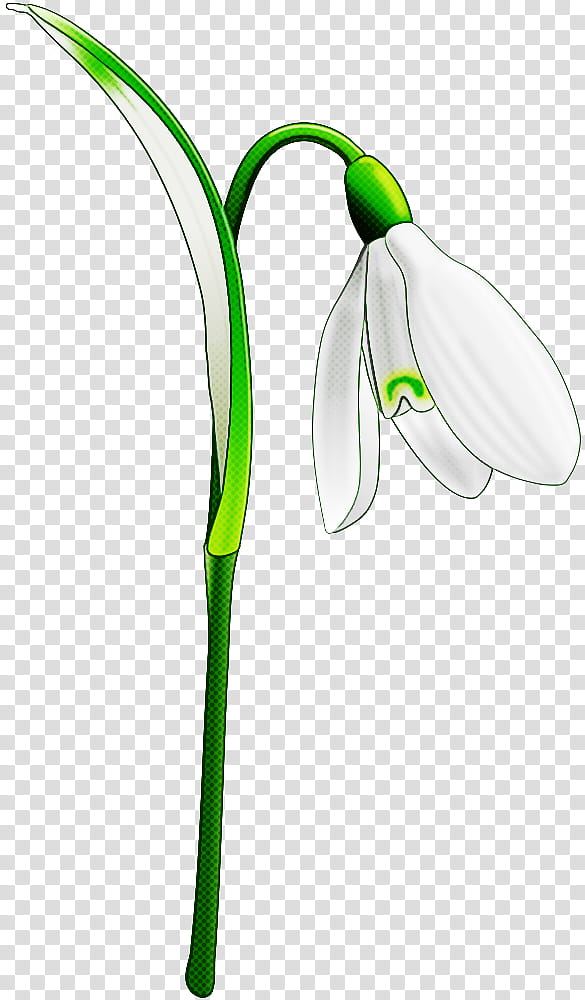 galanthus snowdrop flower green plant, Flowering Plant, Summer Snowflake, Amaryllis Family, Plant Stem transparent background PNG clipart
