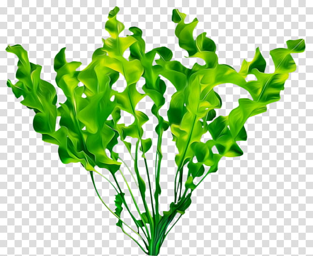 Green Grass, Plants, Leaf, Chard, Color, Viridiplantae, Plant Stem, Leaf Vegetable transparent background PNG clipart