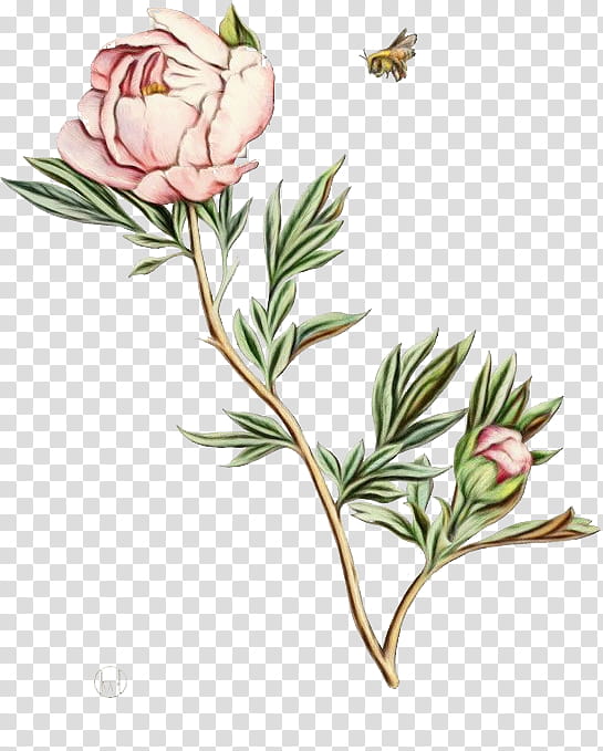 flower plant bud plant stem common peony, Watercolor, Paint, Wet Ink, Chinese Peony, Pedicel transparent background PNG clipart