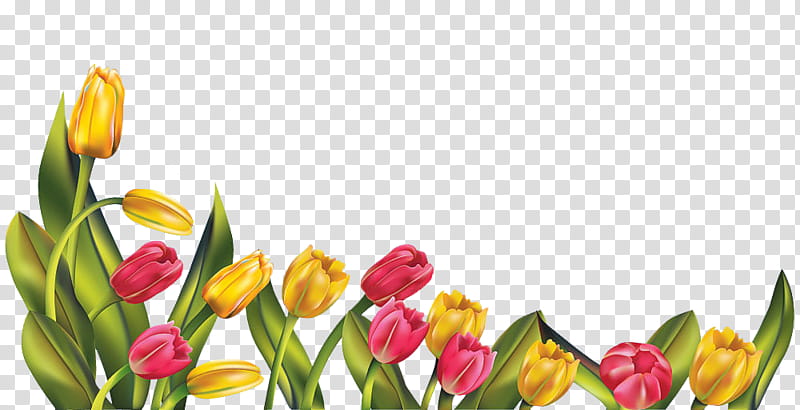 Floral Spring Flowers, Tulip, Indira Gandhi Memorial Tulip Garden, Tulip Festival, Petal, Cut Flowers, Plant, Yellow transparent background PNG clipart