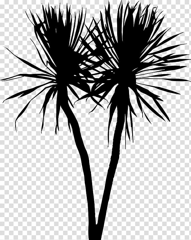 Palm Tree Silhouette, Asian Palmyra Palm, Palm Trees, Leaf, Plant Stem, Flower, Plants, Borassus transparent background PNG clipart
