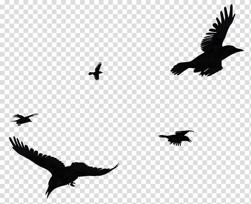 Crows Mega , black hawk transparent background PNG clipart