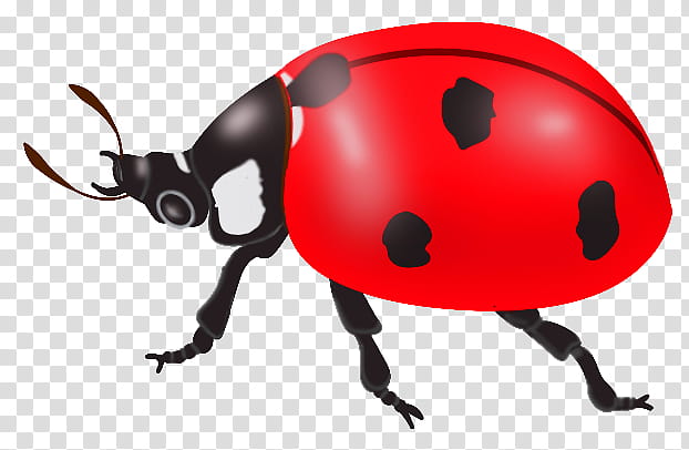 ladybug PNG image transparent image download, size: 1994x2247px