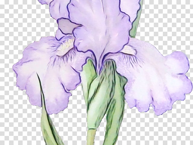 flower flowering plant purple plant petal, Watercolor, Paint, Wet Ink, Cut Flowers, Iris, Violet, Iris Family transparent background PNG clipart