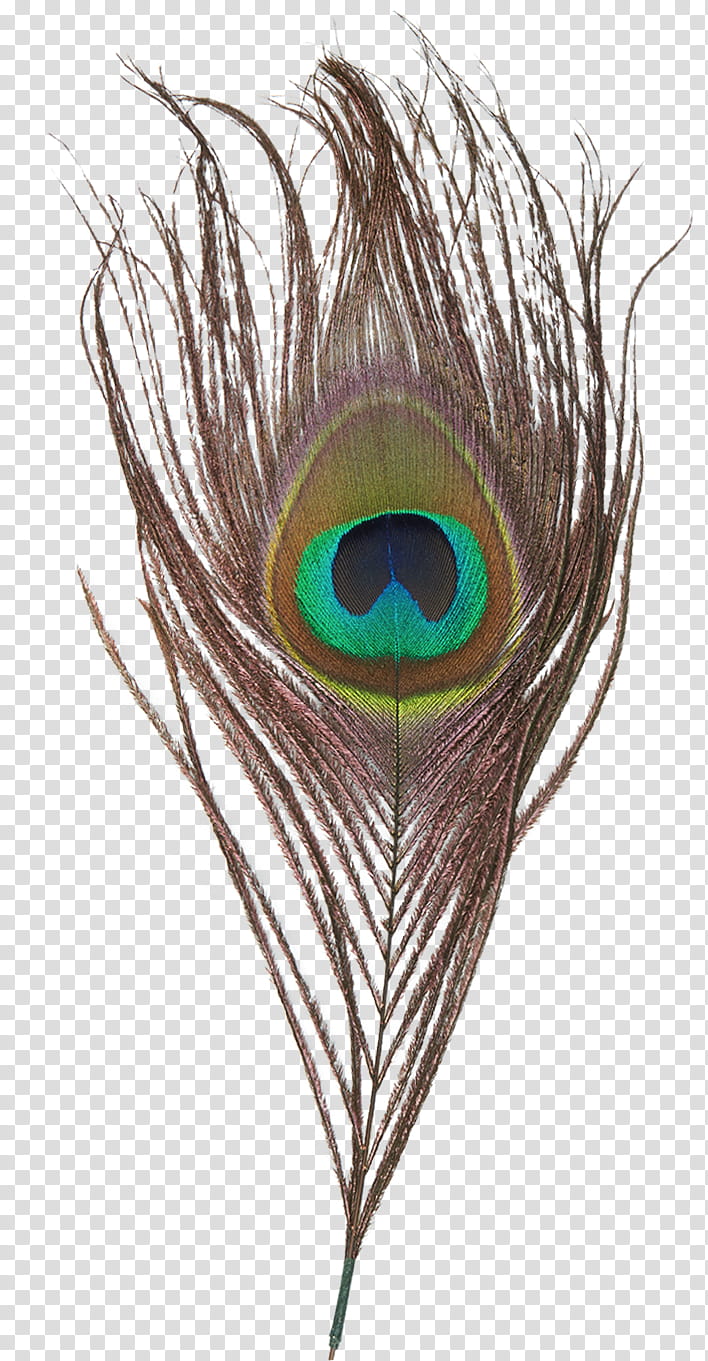 Cartoon Bird, Feather, Peafowl, Drawing, Feather, Eye, Iris, Natural Material transparent background PNG clipart