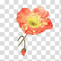 CHI PAO, red flower illustration transparent background PNG clipart