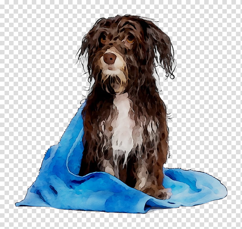 Shower, Cockapoo, Boykin Spaniel, Spanish Water Dog, Schnoodle, Companion Dog, Dog Grooming, Cesars Way transparent background PNG clipart