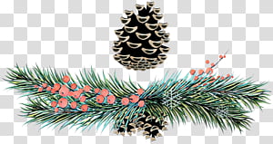 shortleaf black spruce sugar pine columbian spruce balsam fir colorado spruce, Pop Art, Retro, Vintage, White Pine, Jack Pine, Yellow Fir, Lodgepole Pine transparent background PNG clipart thumbnail