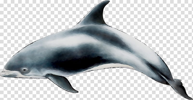 Whale, Spinner Dolphin, Shortbeaked Common Dolphin, Striped Dolphin, Roughtoothed Dolphin, Whitebeaked Dolphin, Wholphin, Toothed Whale transparent background PNG clipart