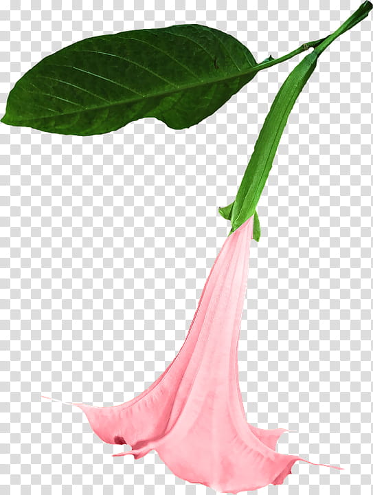 Spring  YEAR ON DA, pink Brugmansia flower isolated on black background transparent background PNG clipart